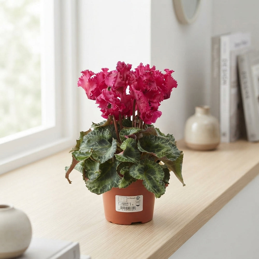 Mixed Small-Flowered Cyclamen (Cyclamen persicum) – 9cm Pot