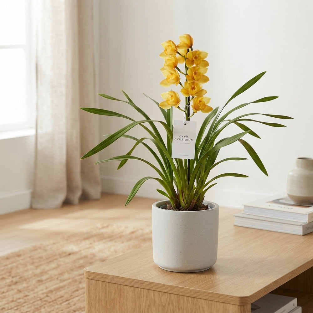 Cymbidium Orchid – 14cm Pot, Approx. 85cm