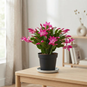 Mixed Christmas Cactus (Schlumbergera) – 17cm Pot