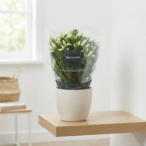 White Christmas Cactus (Schlumbergera) – 17cm Pot