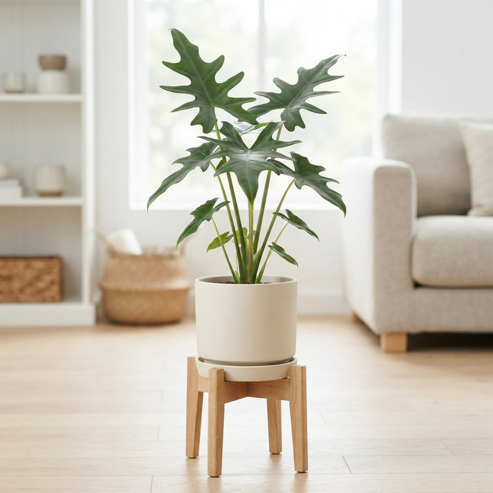 Alocasia Stingray – 17cm Pot, Approx. 80cm Tall