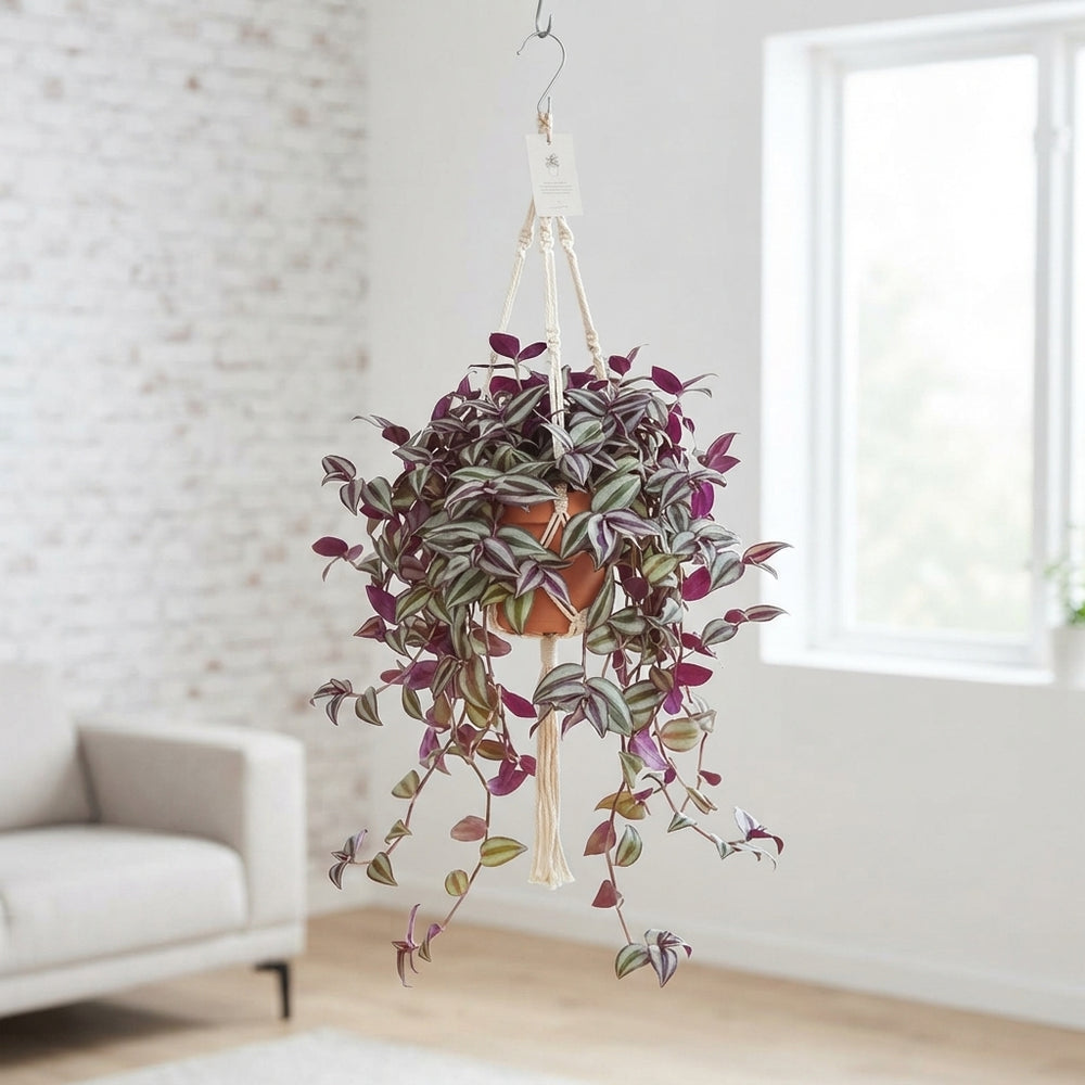Mixed Tradescantia Houseplant – 17cm Pot