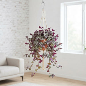 Mixed Tradescantia Houseplant – 17cm Pot