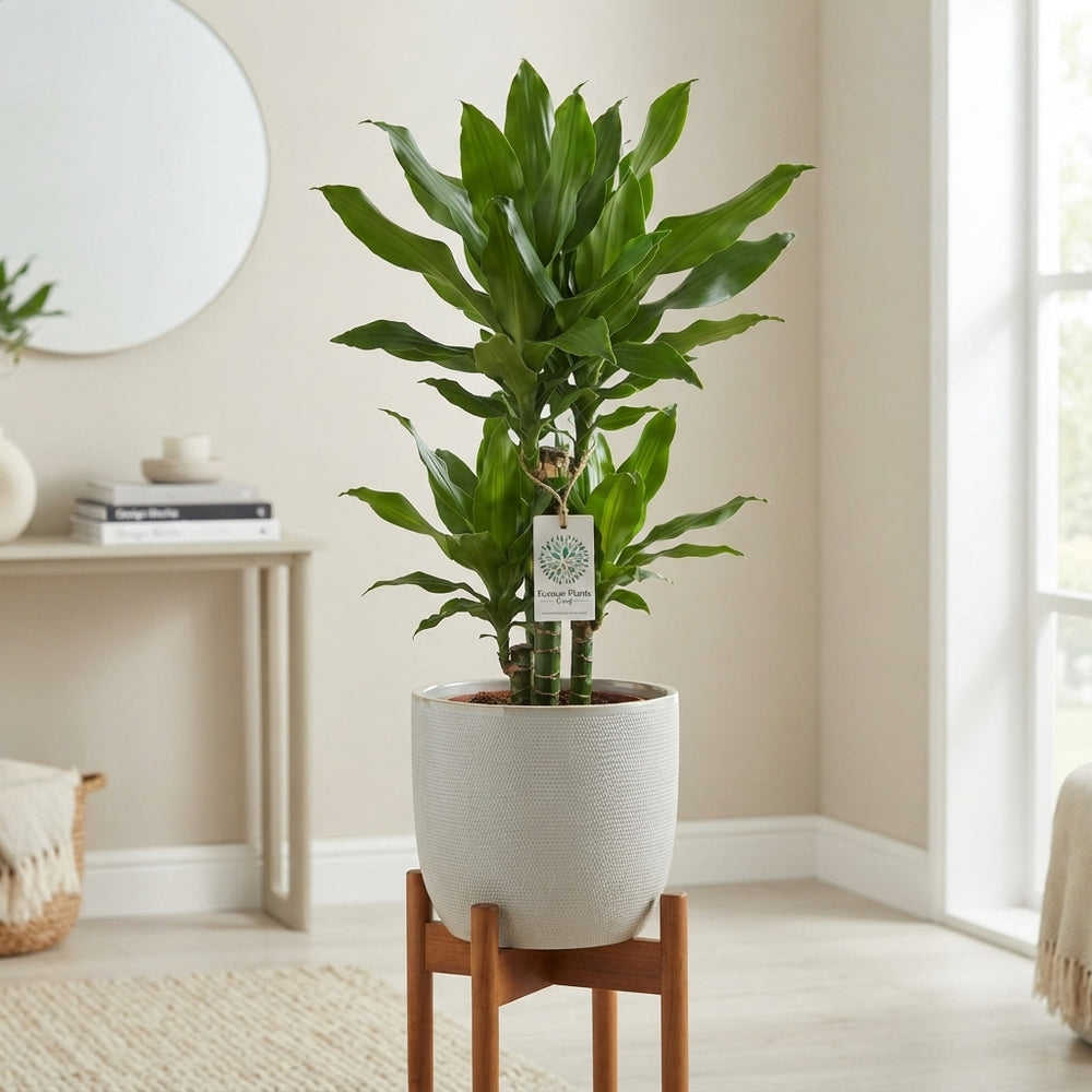 Dracaena fragrans ‘Deremensis’ – 17cm Pot, 85cm