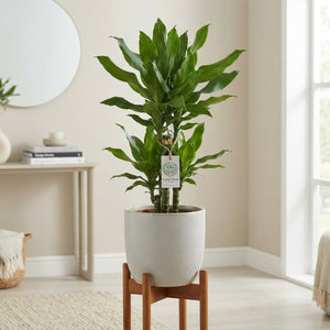 Dracaena fragrans ‘Deremensis’ – 17cm Pot, 85cm
