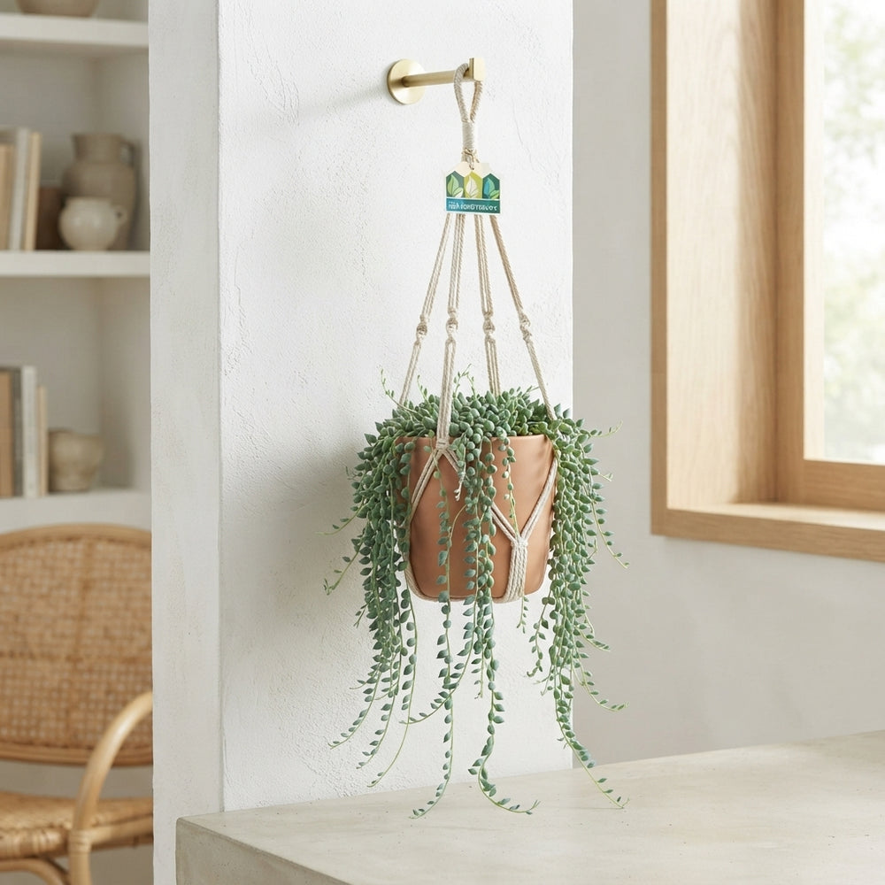 String of Pearls (Senecio herreianus) – 14cm Pot