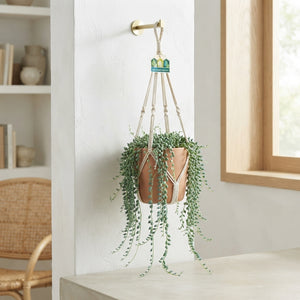 String of Pearls (Senecio herreianus) – 14cm Pot