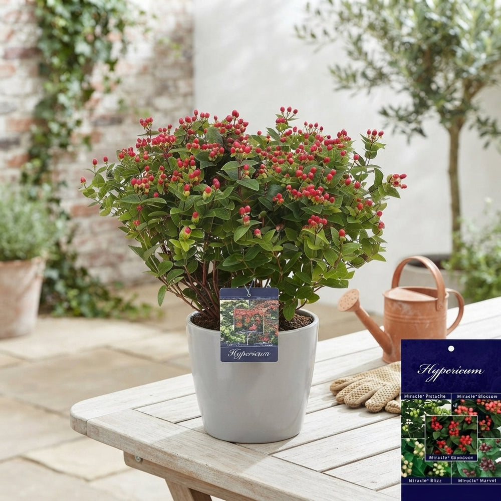 Red Hypericum Garden Plant – 17cm Pot, 50cm High