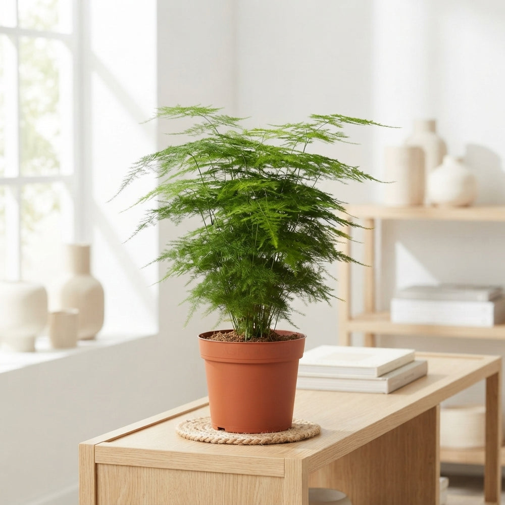 Asparagus Fern (Asparagus setaceus) – 12cm Pot