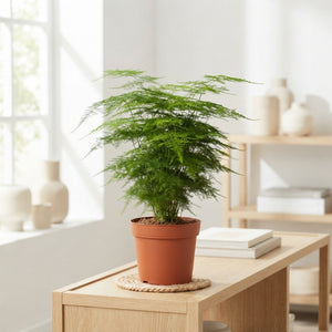 Asparagus Fern (Asparagus setaceus) – 12cm Pot