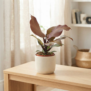 Philodendron ‘Sunlight’ – 12cm Pot, 30cm High