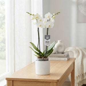 White Phalaenopsis Orchid – 12cm Pot, 60cm High