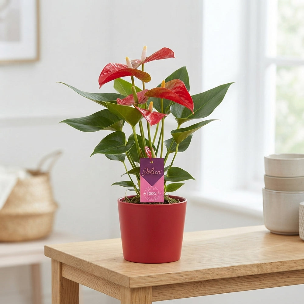 Red Anthurium ‘Bambino’ – 10cm Pot
