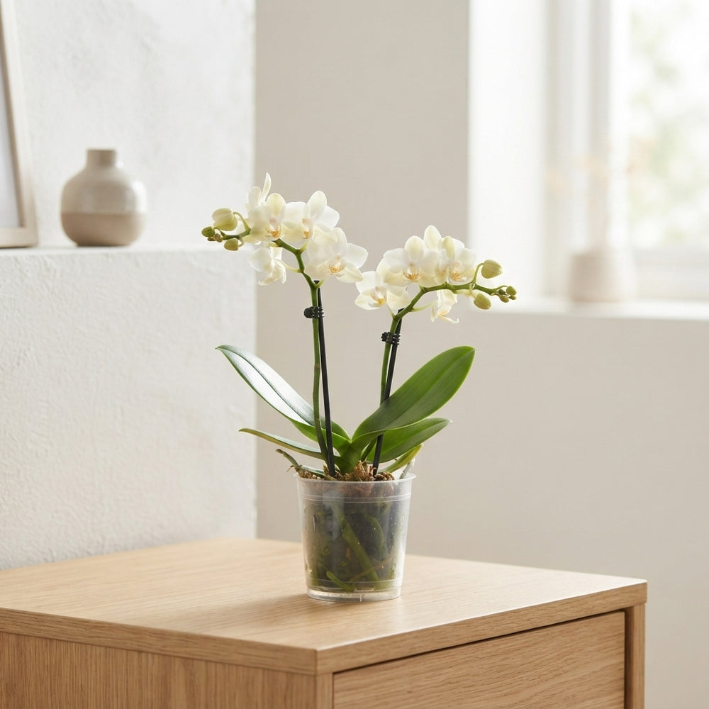Mixed-Colour Phalaenopsis Orchid – 9cm Pot, 35cm High