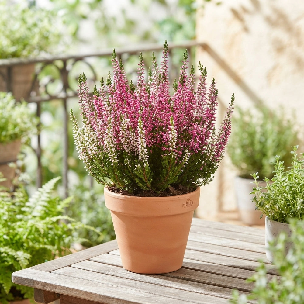 Mixed Calluna Heather (Calluna vulgaris) – 15cm Pot
