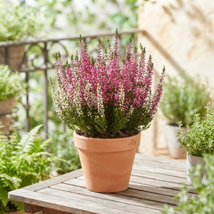Mixed Calluna Heather (Calluna vulgaris) – 15cm Pot