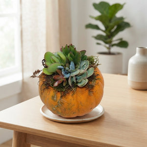 Mixed Succulent Pumpkin Arrangement – 12cm Pot