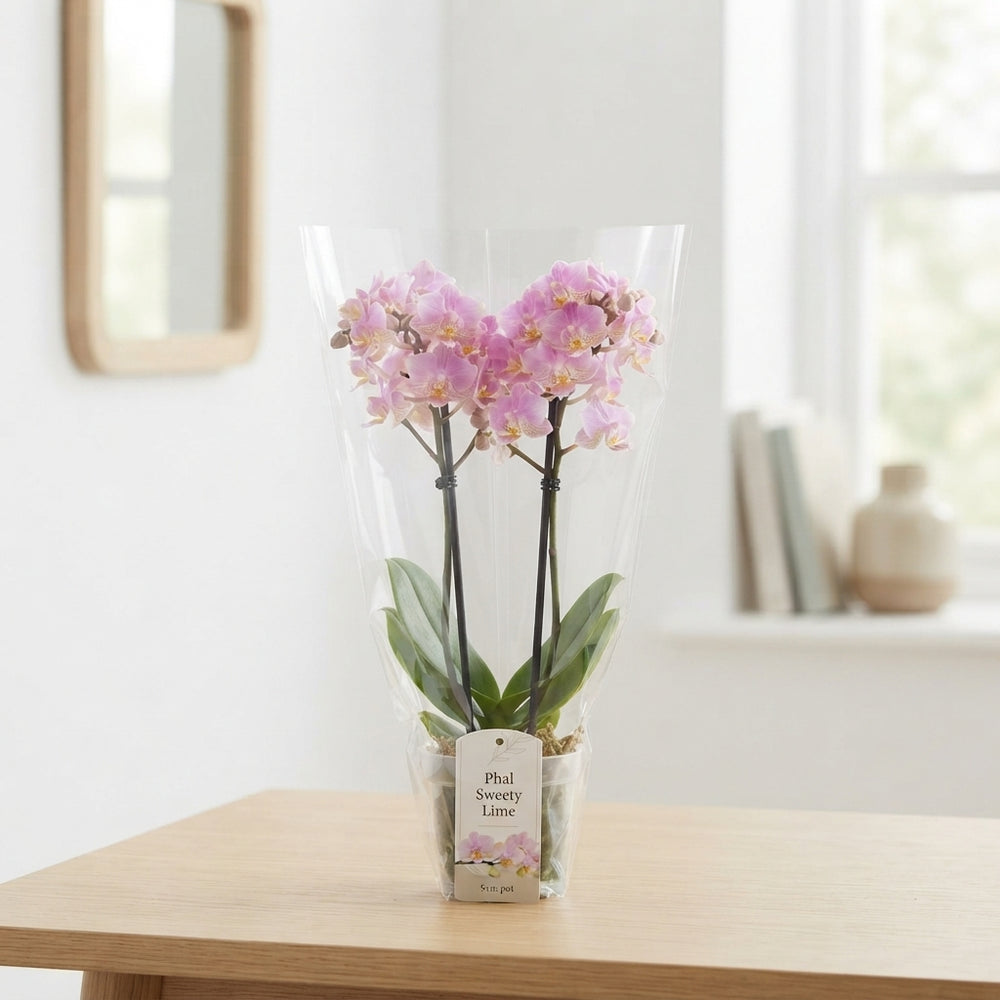 Lime Phalaenopsis Orchid – 9cm Pot, 30cm High