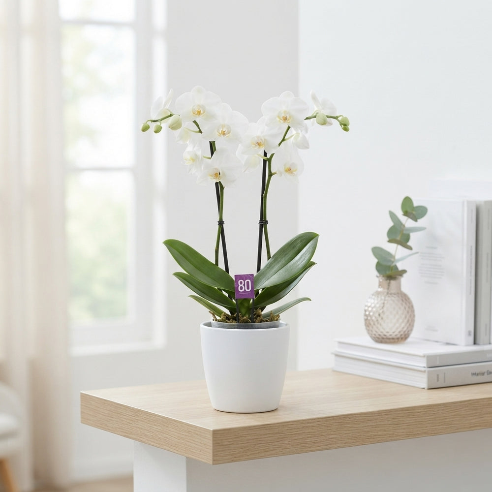 White Phalaenopsis Orchid (2 Stem) – 9cm Pot