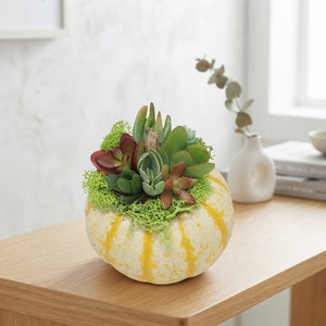 Mixed Succulent Arrangement in Pumpkin Ceramic Pot – 10cm