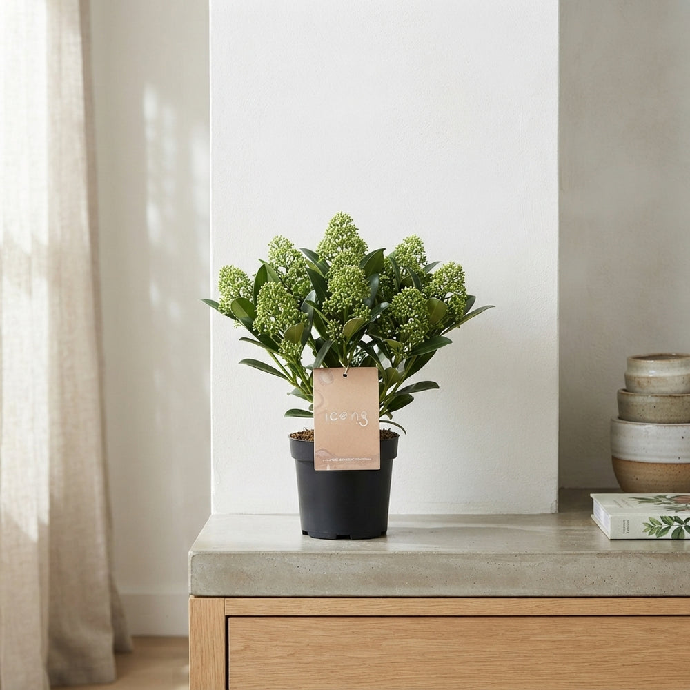 Skimmia japonica 'Thereza' – 15cm Pot