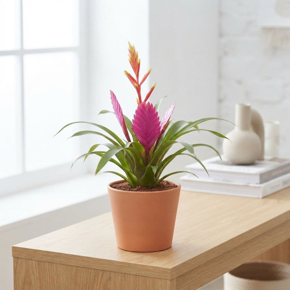 Mixed Bromeliad Trio – 12cm Pots, 35cm High