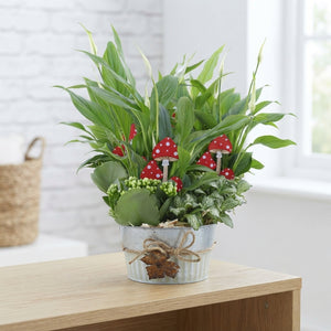 Indoor Plant Arrangement in Zinc Pot – 15cm
