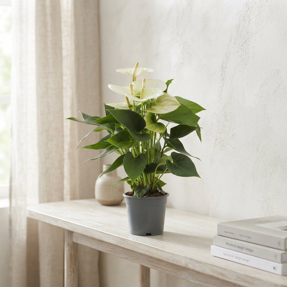 White Anthurium (Anthurium andraeanum) – 12cm Pot