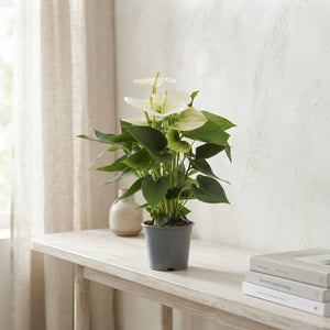 White Anthurium (Anthurium andraeanum) – 12cm Pot