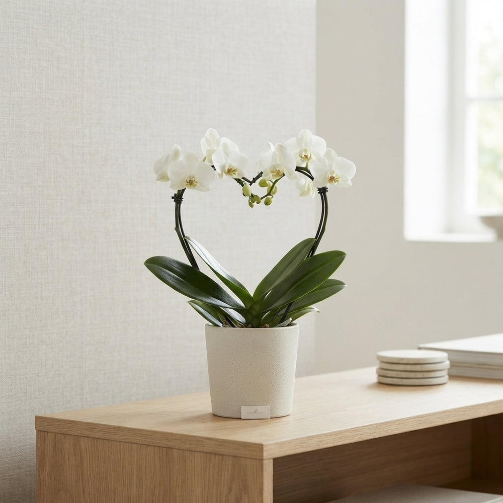 White Phalaenopsis Orchid – 12cm Pot, 45cm High