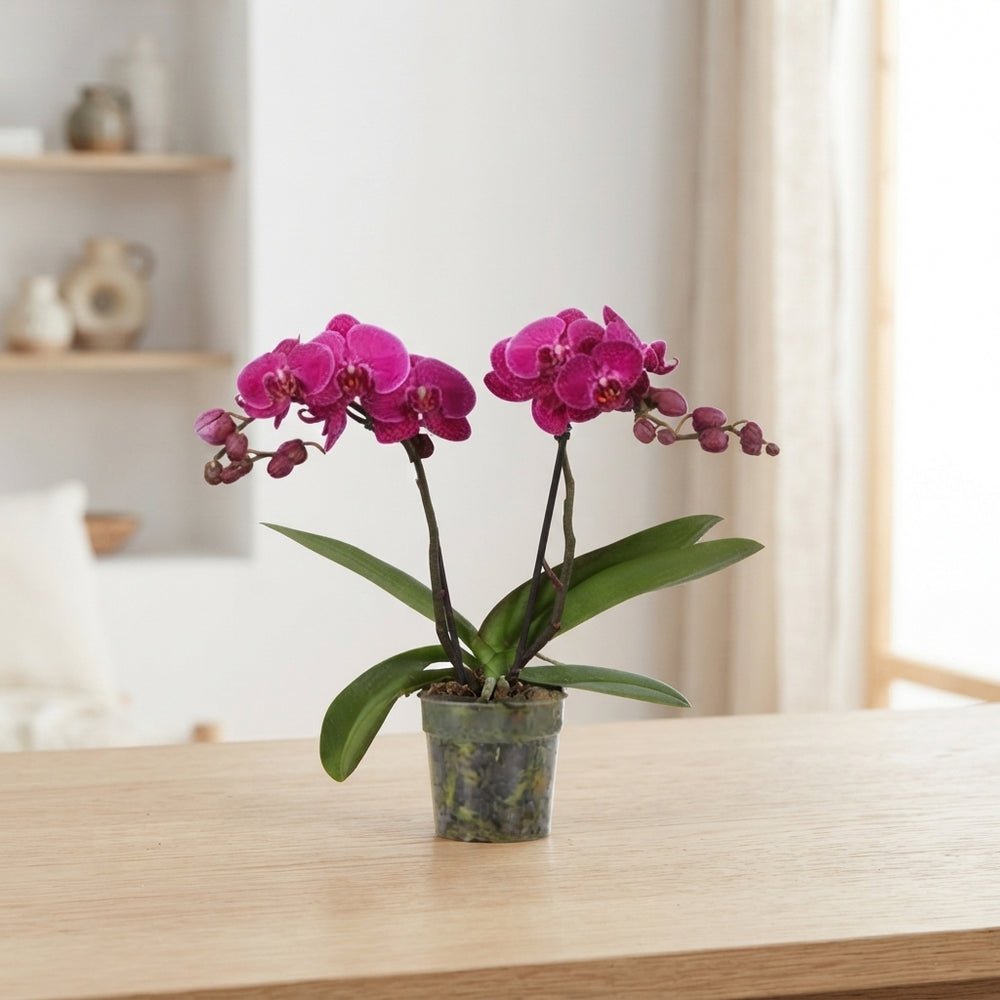Purple Phalaenopsis Orchid – 2 Stems, 12cm Pot