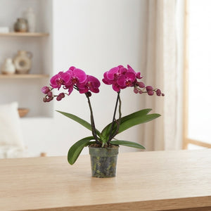 Purple Phalaenopsis Orchid – 2 Stems, 12cm Pot