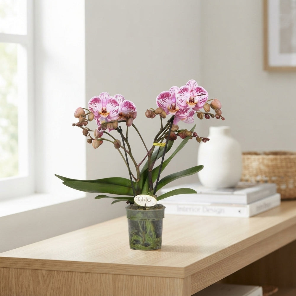 Pink Phalaenopsis Orchid ‘Bellini’ – 12cm Pot