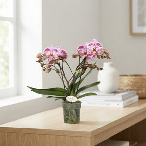 Pink Phalaenopsis Orchid ‘Bellini’ – 12cm Pot
