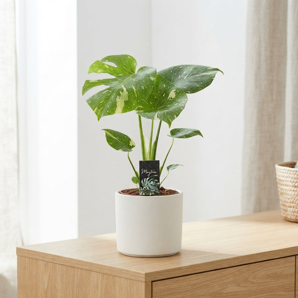 Monstera Thai Constellation – 12cm Pot, 30cm High