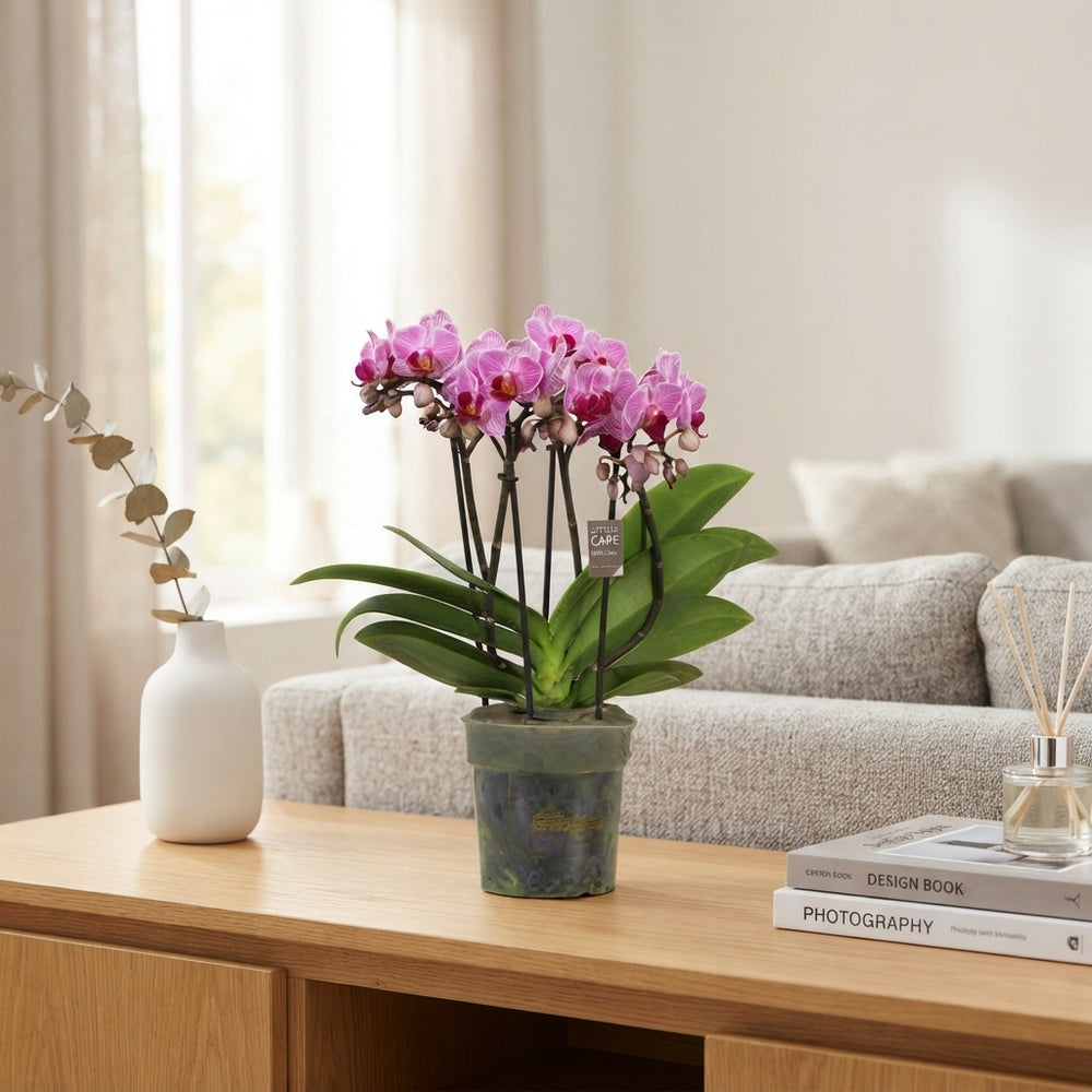 Phalaenopsis ‘Boquetto Delight’ Orchid – 12cm Pot