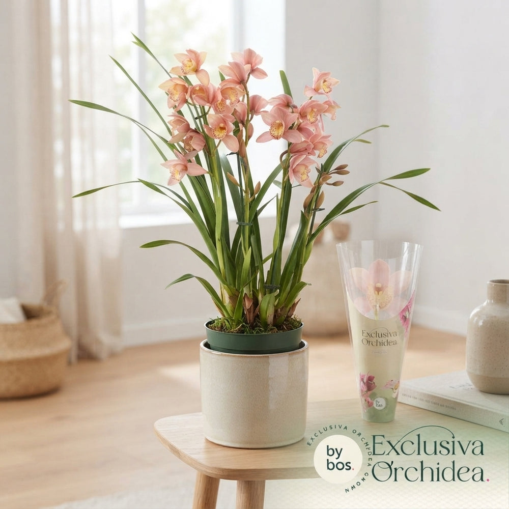 Mixed Cymbidium Orchid – 12cm Pot, 60cm Tall
