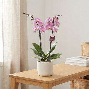 Pink Phalaenopsis Orchid – 12cm Pot, 65cm Tall
