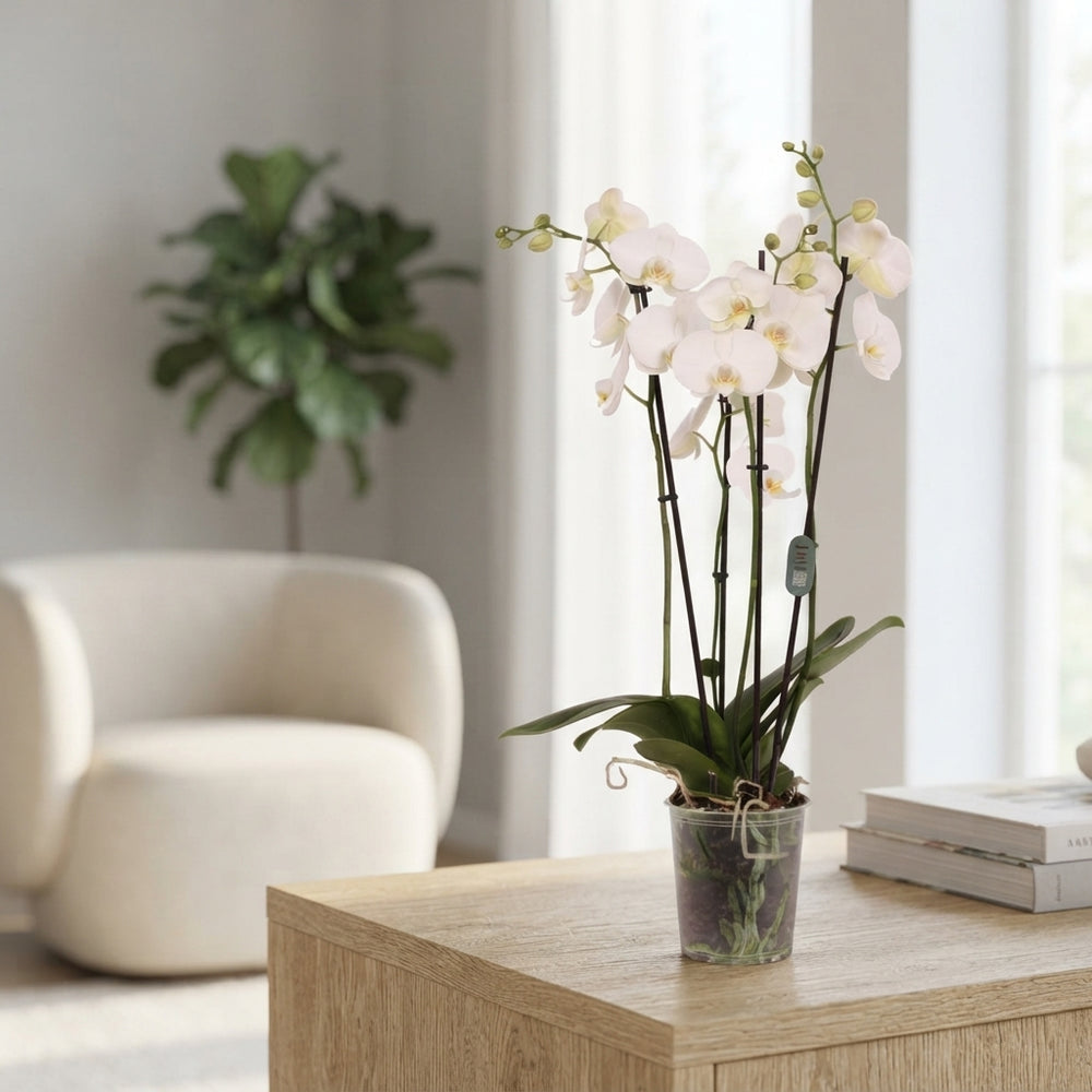 White Phalaenopsis Orchid – 4 Stem, 12cm Pot