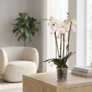 White Phalaenopsis Orchid – 4 Stem, 12cm Pot