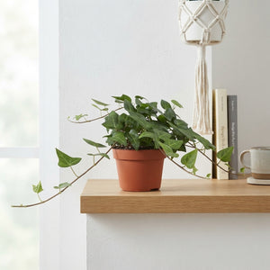 Green English Ivy (Hedera helix) – 13cm Pot