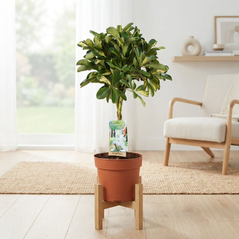 Gold Capella Schefflera (Schefflera arboricola) – 17cm Pot