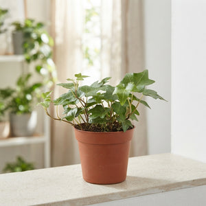 Green English Ivy (Hedera helix) – 9cm Pot