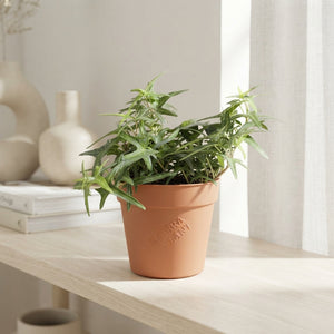 Arrowhead Ivy (Hedera helix 'Sagittifolia') – 9cm Pot