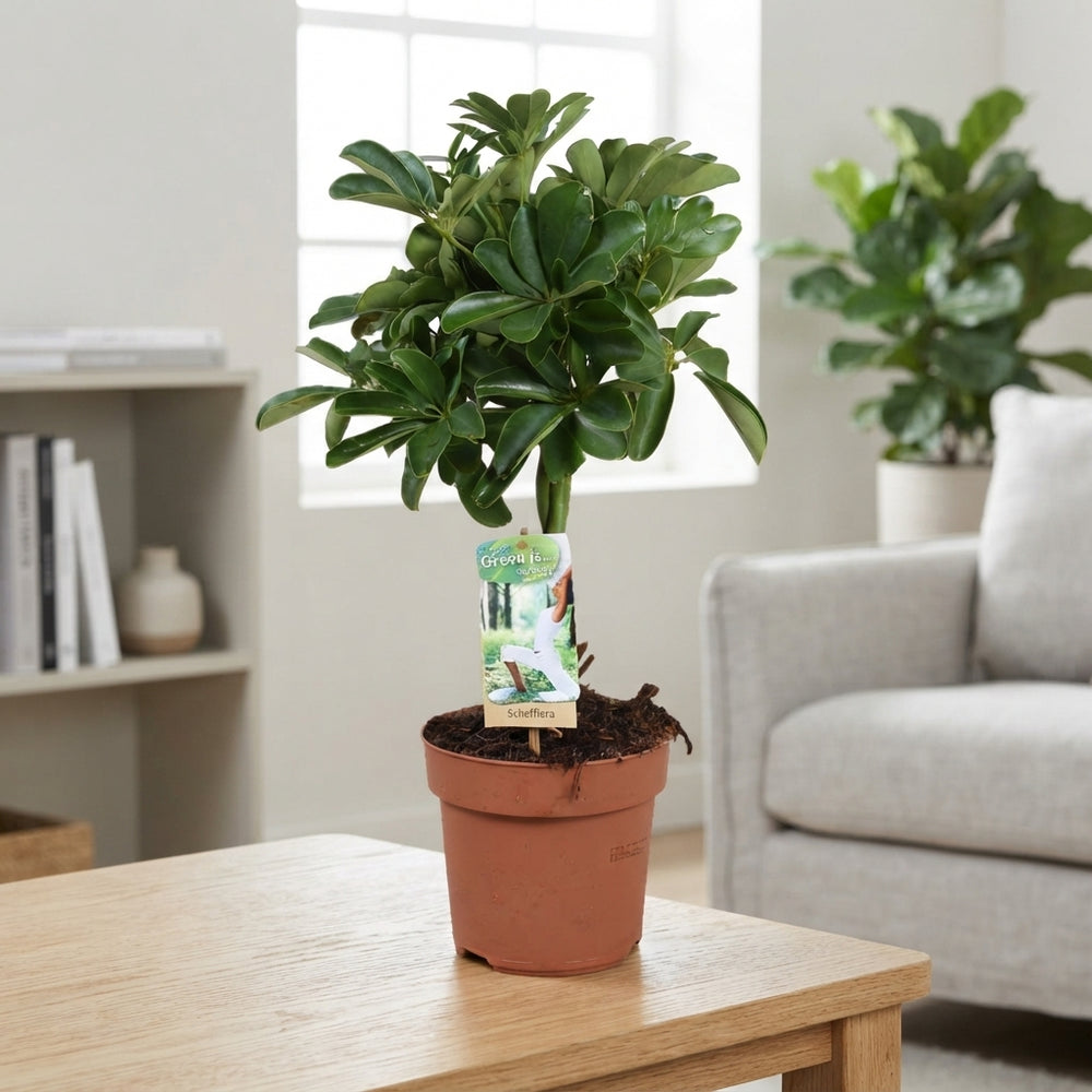 Dwarf Umbrella Tree (Schefflera arboricola) – 17cm Pot