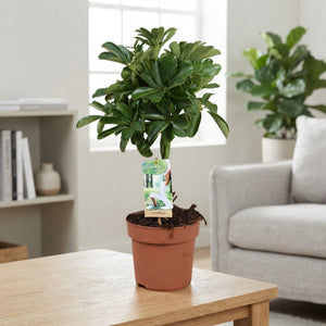 Dwarf Umbrella Tree (Schefflera arboricola) – 17cm Pot