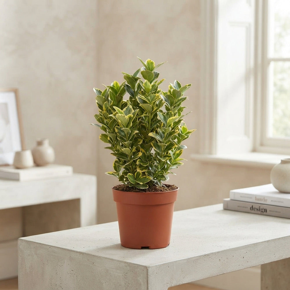 Japanese Spindle Tree (Euonymus japonicus) – 13cm Pot