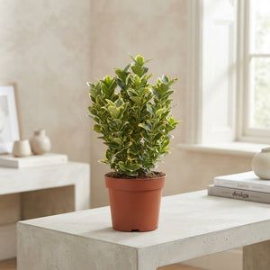 Japanese Spindle Tree (Euonymus japonicus) – 13cm Pot