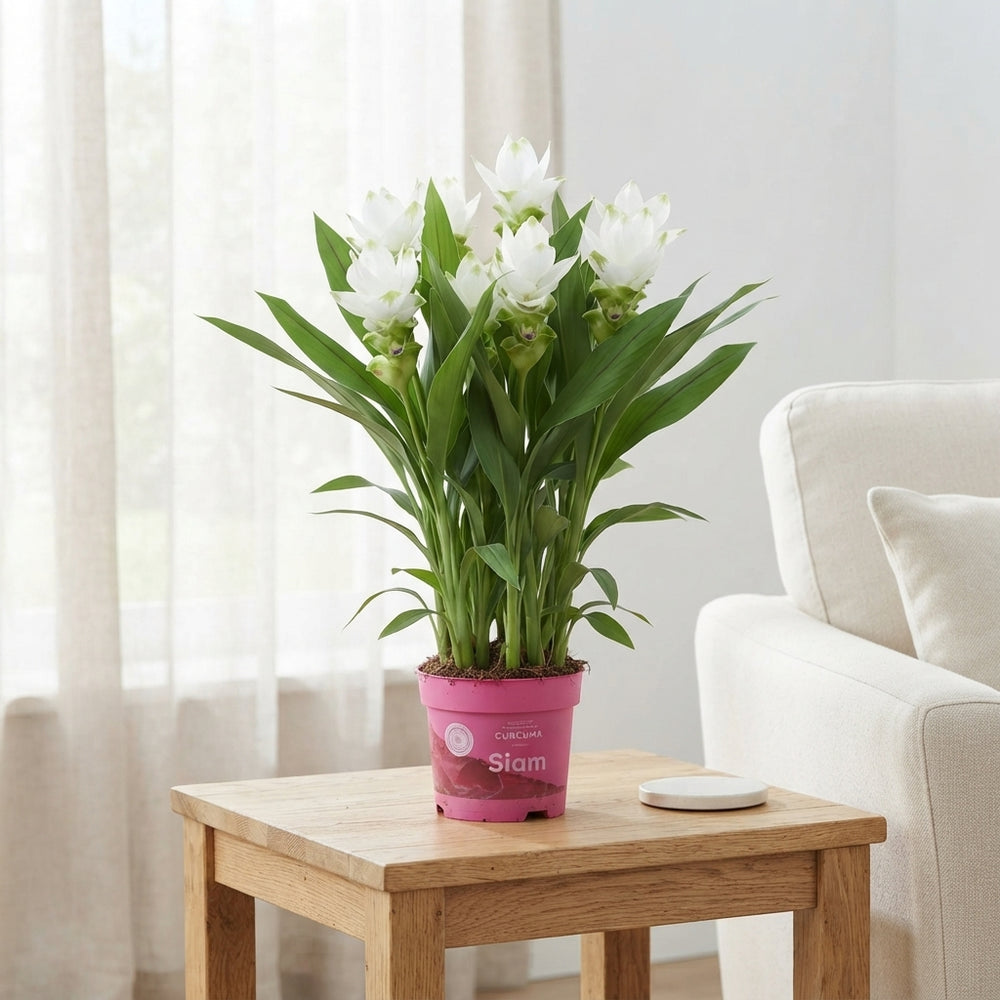 Curcuma Siam Sisto Flowering Plant – 14cm Pot