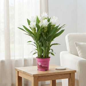 Curcuma Siam Sisto Flowering Plant – 14cm Pot